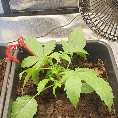 Northern lights auto growlog photo: Very stressed in second picture right after I done LST, but after 3 hours she is looking alot better 