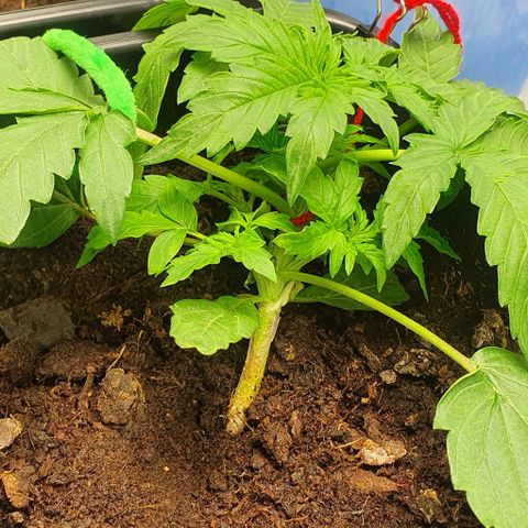 Northern lights auto growlog photo: Showing our new LST images 