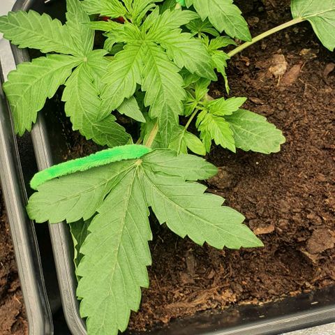 Northern lights auto growlog photo: Showing our new LST images 