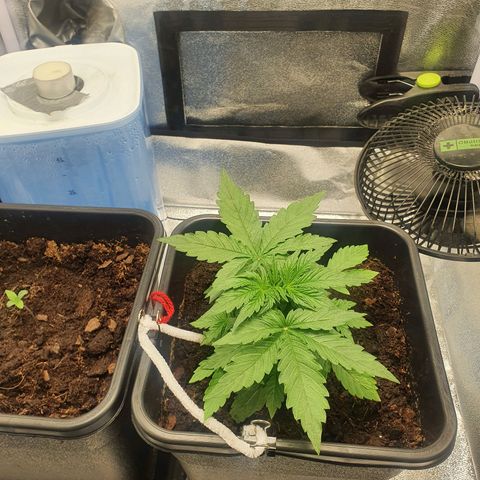 Northern lights auto growlog timeline photo