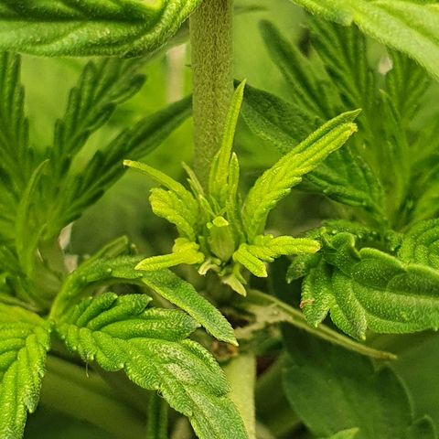 Northern lights auto growlog photo: Flowering stage 