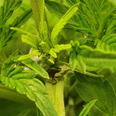 Northern lights auto growlog photo: Flowering stage 