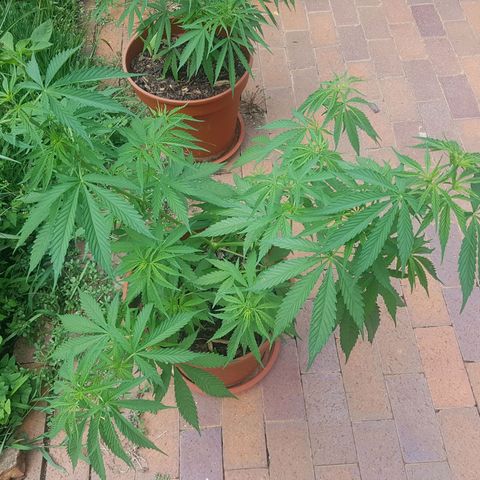 D-day 1 growlog timeline photo