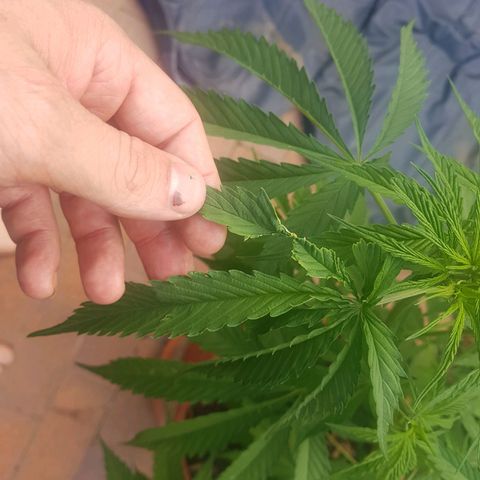 D-day 1 growlog photo: Somethings been eating leaves. Not too much damage