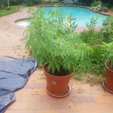 D-day 1 growlog timeline photo