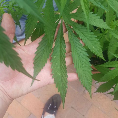 D-day 1 growlog photo: Slight discolouration on older leaves. Recovered in newer leaves. 

Large leaves indica dominant