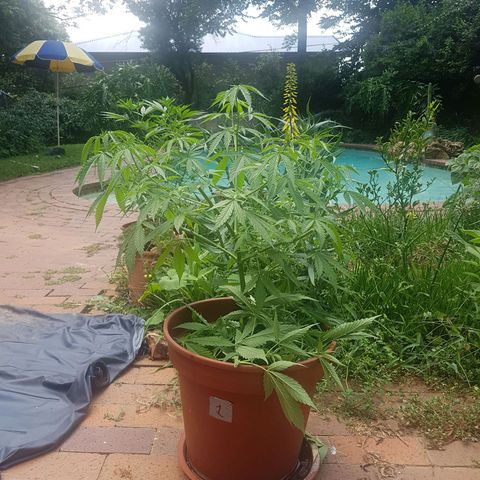 D-day 1 growlog photo: Trimmed this one too. See 2* for more info on pruning.