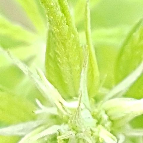 D-day 1 growlog timeline photo