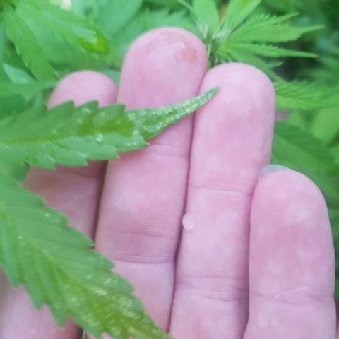 D-day 1 growlog timeline photo