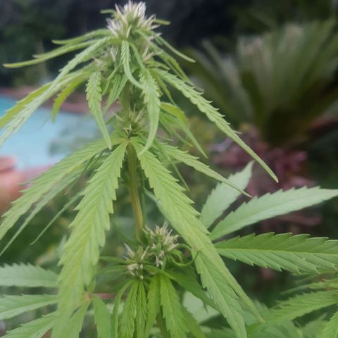 D-day 1 growlog photo: Flowers getting denser. These pistils are particularly white