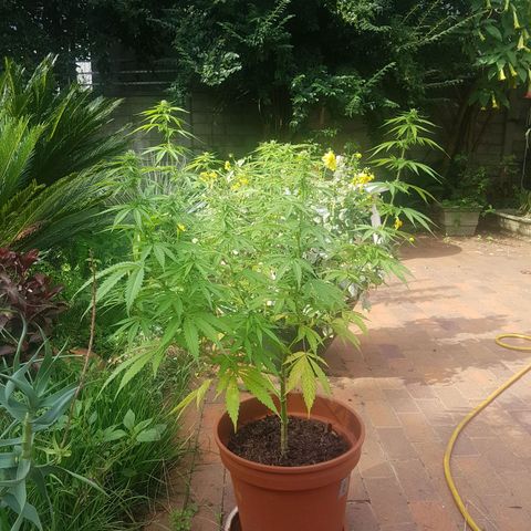 D-day 1 growlog photo: Deficiency in some of the older leaves