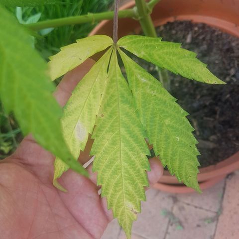 D-day 1 growlog photo: Deficiency in some of the older leaves