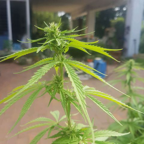 D-day 1 growlog timeline photo