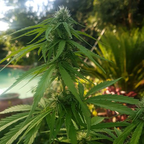 D-day 1 growlog timeline photo