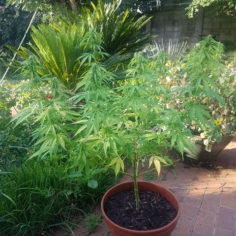 D-day 1 growlog timeline photo