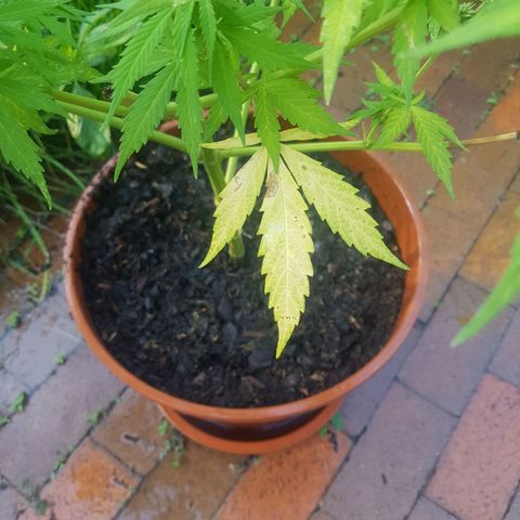 D-day 1 growlog photo: Notrogen deficiency.