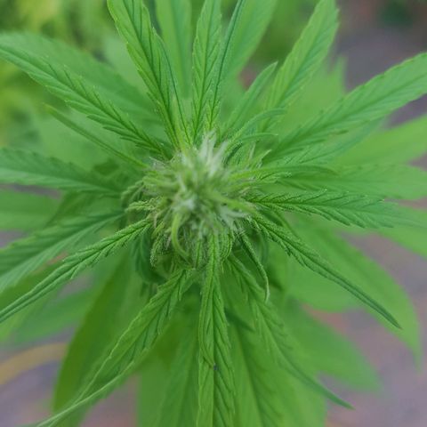D-day 1 growlog timeline photo