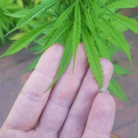 D-day 1 growlog timeline photo