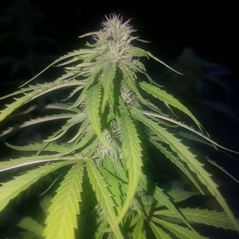 D-day 1 growlog timeline photo