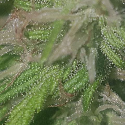 D-day 1 growlog timeline photo