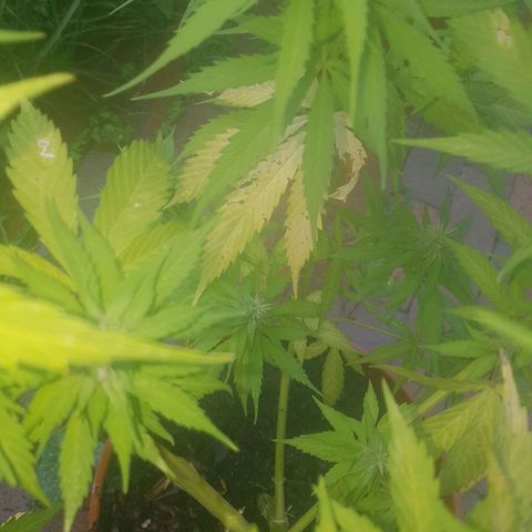 D-day 1 growlog photo: Older leaves still yellowing