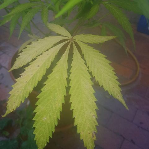 D-day 1 growlog photo: Older leaves still yellowing