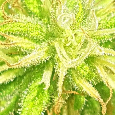 D-day 1 growlog photo: Close up