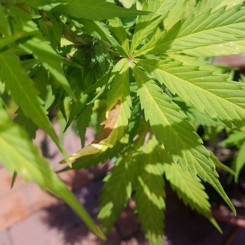 D-day 1 growlog timeline photo