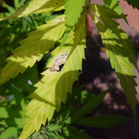 D-day 1 growlog photo: Leaf miners, nutrient burn and spots on older yellowing leaves