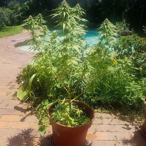 D-day 1 growlog timeline photo