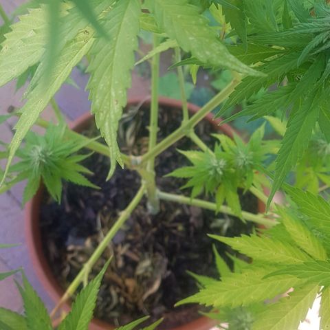 D-day 1 growlog photo: Older leaves yellowing and forming these brown dots.
Younger fan leaves forming white dots