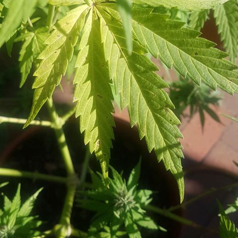 D-day 1 growlog photo: Older leaves yellowing and forming these brown dots.
Younger fan leaves forming white dots