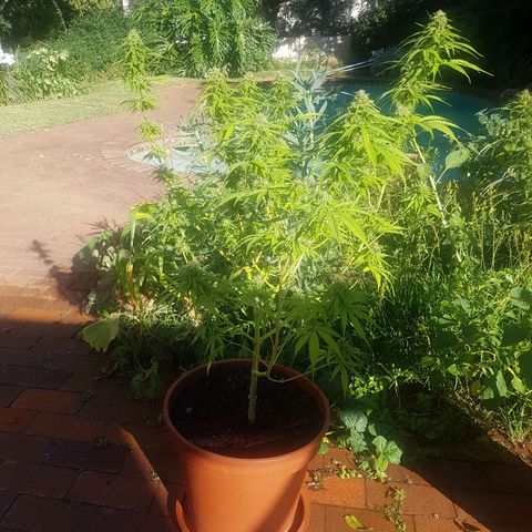 D-day 1 growlog timeline photo