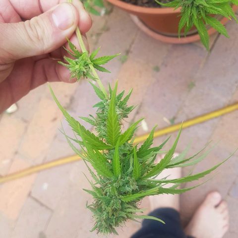D-day 1 growlog timeline photo