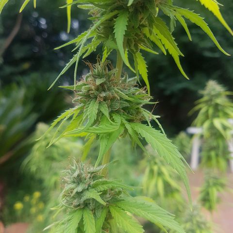 D-day 1 growlog timeline photo