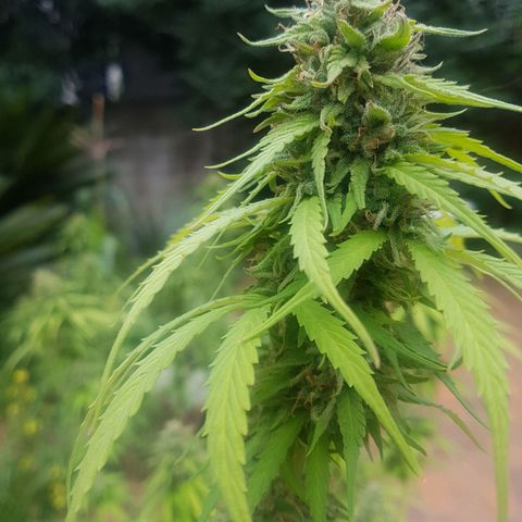 D-day 1 growlog timeline photo