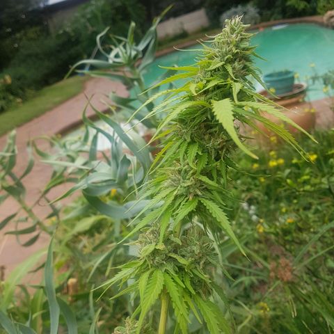 D-day 1 growlog timeline photo