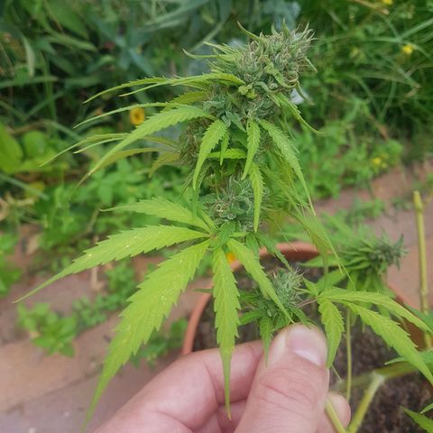 D-day 1 growlog timeline photo