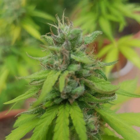 D-day 1 growlog photo: Purpling of leaf tips