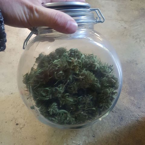 D-day 1 growlog photo: Final yield 69g