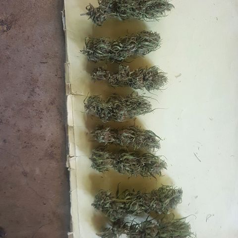 D-day 1 growlog photo: Final yield 69g