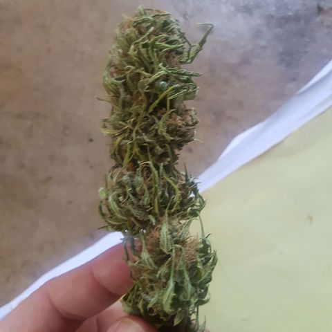 D-day 1 growlog photo: Final yield 69g