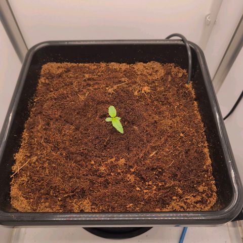 Auto Orange Bud growlog timeline photo