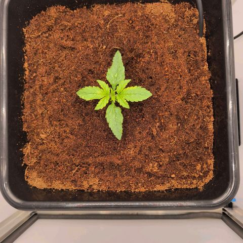 Auto Orange Bud growlog timeline photo
