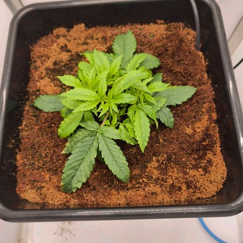 Auto Orange Bud growlog timeline photo
