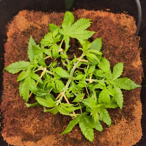 Auto Orange Bud growlog timeline photo