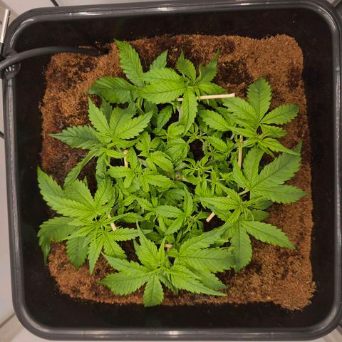 Auto Orange Bud growlog timeline photo