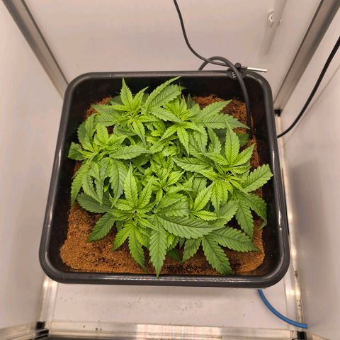 Auto Orange Bud growlog timeline photo