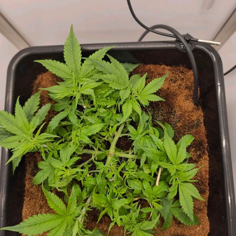 Auto Orange Bud growlog timeline photo