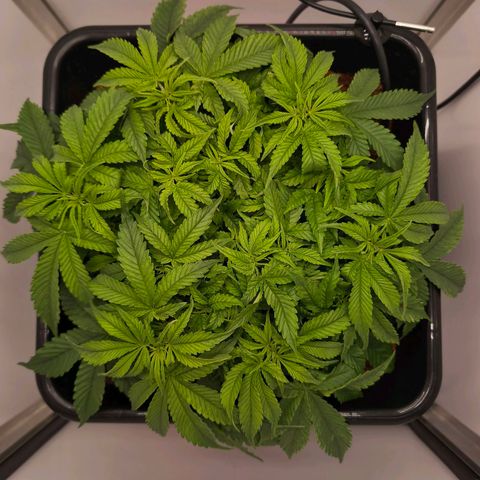 Auto Orange Bud growlog timeline photo